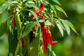 Chilli