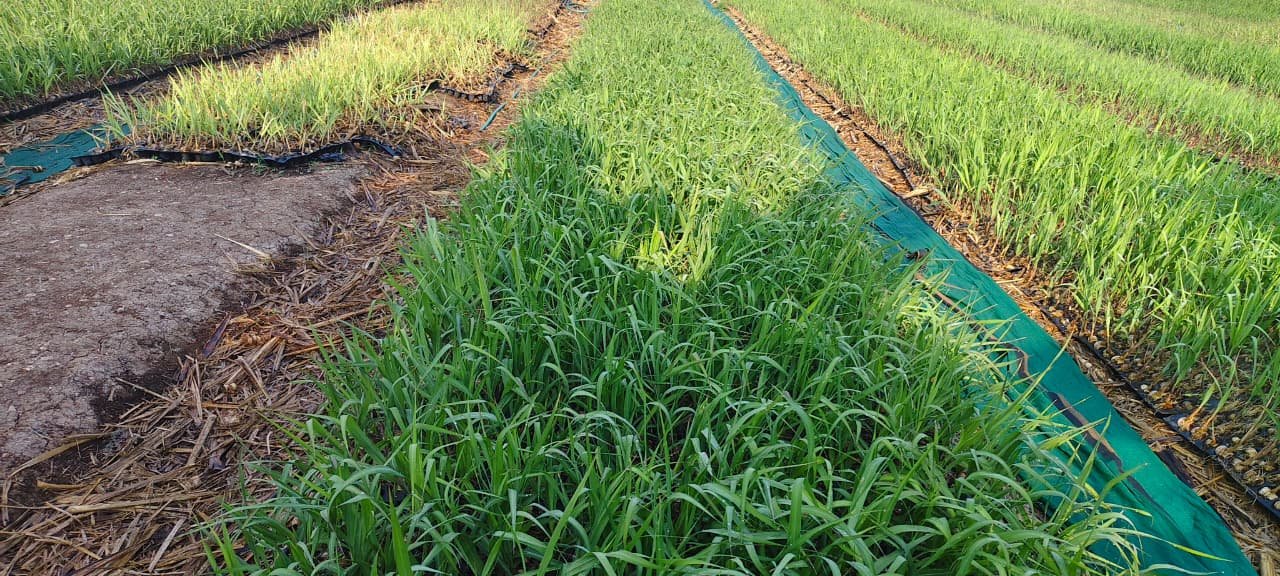 Sugarcane Field