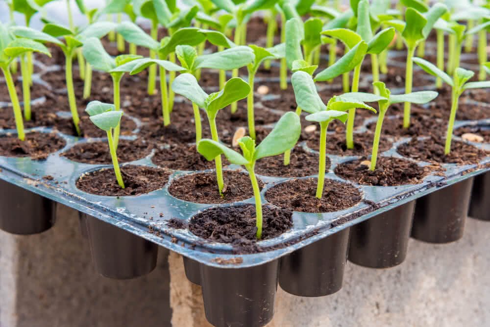 Nursery Trays