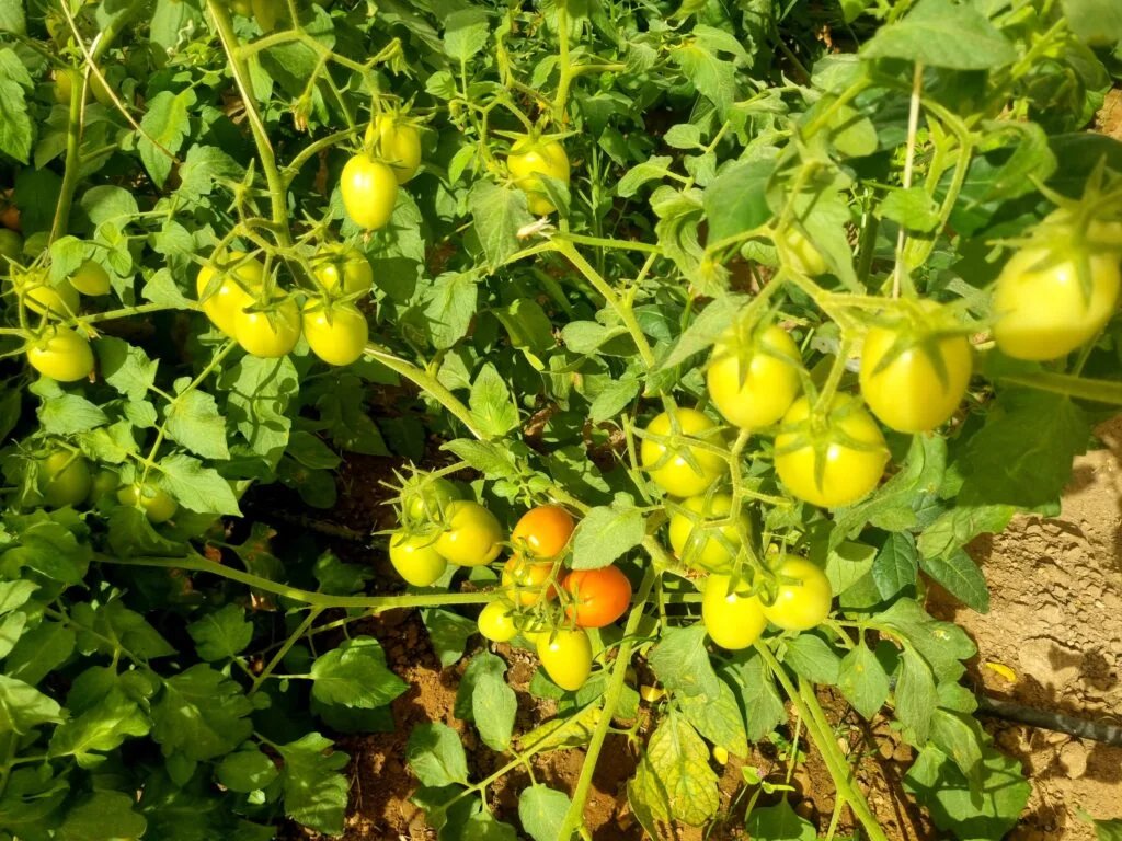 Tomato